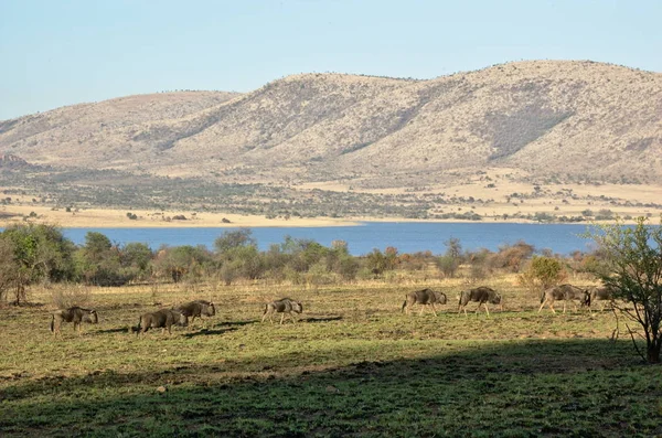 Gnus Azuis Parque Nacional Pilanesberg Província Noroeste África Sul — Fotografia de Stock