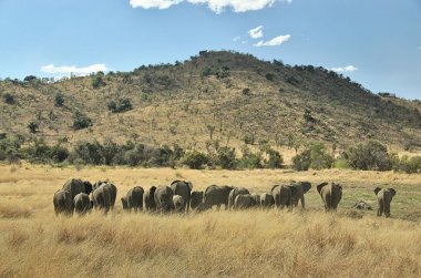 Filler at Pilanesberg National Park, North West Province, Güney Afrika