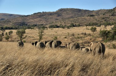 Filler at Pilanesberg National Park, North West Province, Güney Afrika.