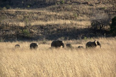 Filler at Pilanesberg National Park, North West Province, Güney Afrika.