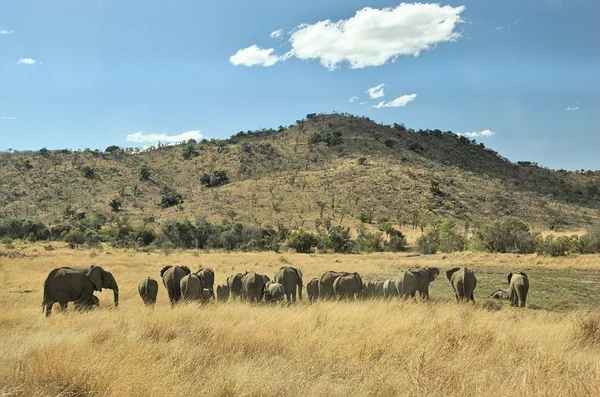 Elefantes Parque Nacional Pilanesberg Provincia Noroeste Sudáfrica — Foto de Stock