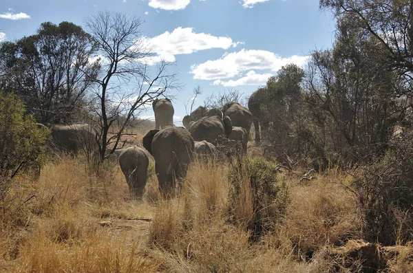 Elefantes Parque Nacional Pilanesberg Província Noroeste África Sul — Fotografia de Stock