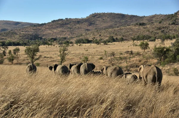 Elefantes Parque Nacional Pilanesberg Provincia Noroeste Sudáfrica — Foto de Stock