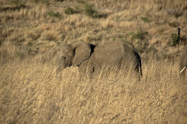 Elefante Parque Nacional Pilanesberg Provincia Noroeste Sudáfrica — Foto de Stock