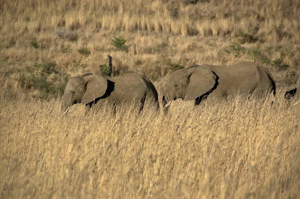 남아프리카 공화국 북서부 필라네스버그 국립공원의 코끼리 — 스톡 사진