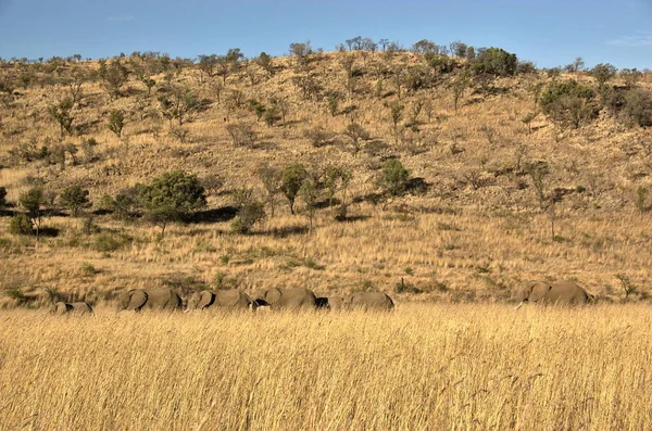 Elefantes Parque Nacional Pilanesberg Província Noroeste África Sul — Fotografia de Stock