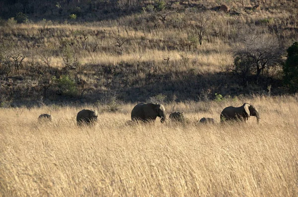 Elefantes Parque Nacional Pilanesberg Provincia Noroeste Sudáfrica — Foto de Stock