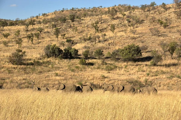 Elefantes Parque Nacional Pilanesberg Província Noroeste África Sul — Fotografia de Stock