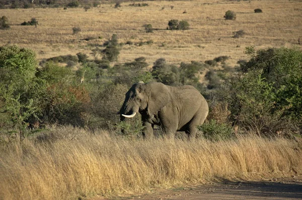 Elephant Pilanesberg National Park North West Province South Africa — Stock Photo, Image