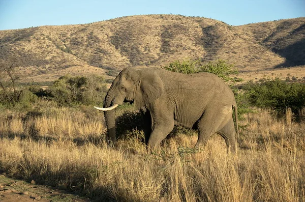 Elefante Parque Nacional Pilanesberg Provincia Noroeste Sudáfrica — Foto de Stock