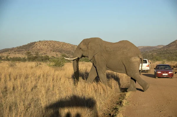 Parque Nacional Pilanesberg Provincia Noroeste Sudáfrica 2019 Elefante Cruza Una — Foto de Stock