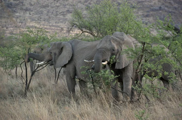 Elephants Pilanesberg National Park North West Province South Africa — Stock Photo, Image