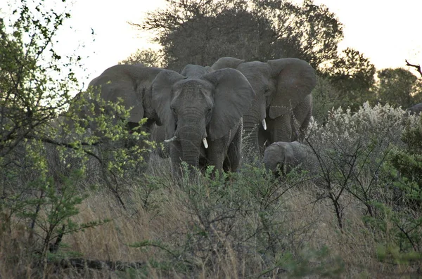 Sloni Národním Parku Pilanesberg Provincie Severozápadní Jižní Afrika — Stock fotografie