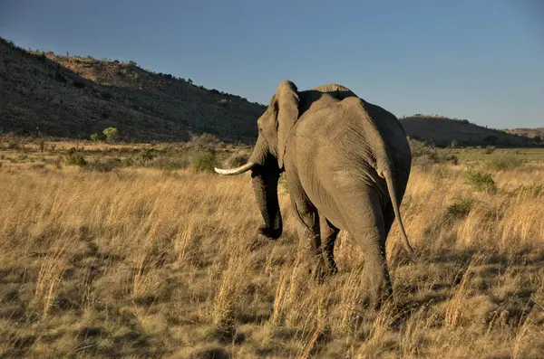 Elefante Parque Nacional Pilanesberg Provincia Noroeste Sudáfrica — Foto de Stock