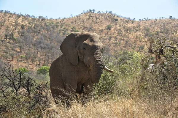 남아프리카 공화국 북서부 필라네스버그 국립공원의 코끼리 — 스톡 사진