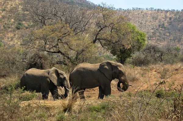 Elefantes Parque Nacional Pilanesberg Provincia Noroeste Sudáfrica — Foto de Stock