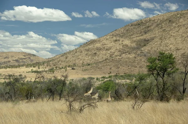 Jirafas Parque Nacional Pilanesberg Provincia Noroeste Sudáfrica —  Fotos de Stock