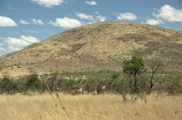 Giraffes Pilanesberg National Park North West Province South Africa — Stock Photo, Image