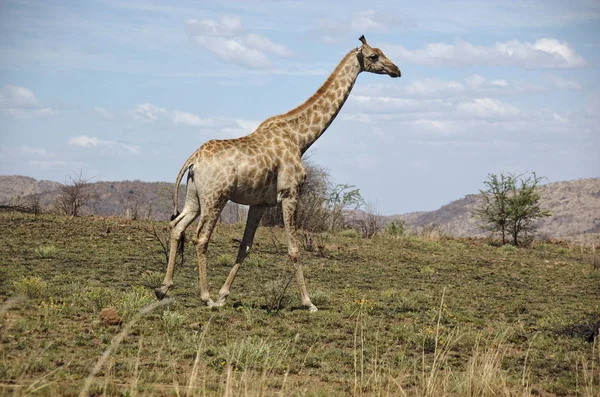 Una Jirafa Parque Nacional Pilanesberg Provincia Noroeste Sudáfrica — Foto de Stock