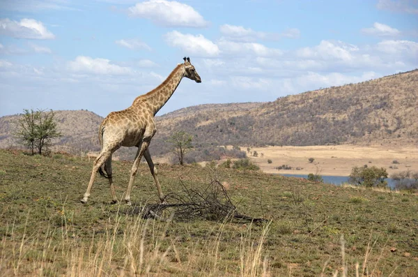 Una Jirafa Parque Nacional Pilanesberg Provincia Noroeste Sudáfrica — Foto de Stock