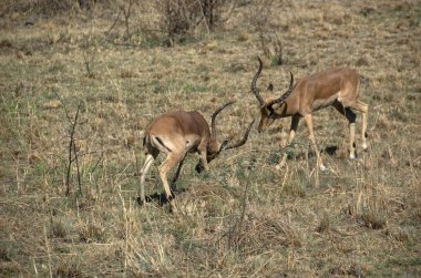 Pilanesberg Ulusal Parkı'nda Impala, Kuzey Batı Eyaleti, Güney Afrika