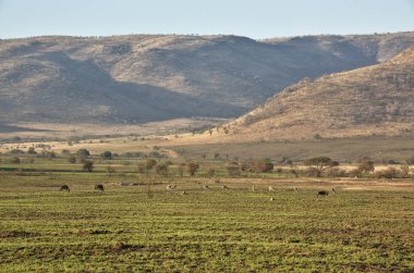 Springboks At Pilanesberg National Park, North West Province, Güney Afrika