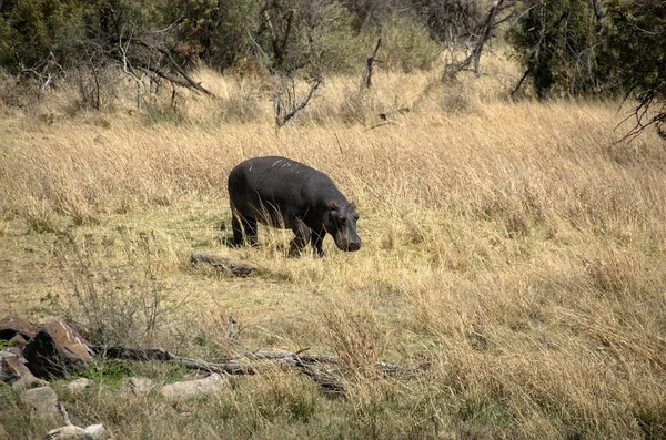 Hipopótamo Parque Nacional Pilanesberg Provincia Noroeste Sudáfrica — Foto de Stock
