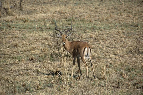 Impala Parque Nacional Pilanesberg Provincia Noroeste Sudáfrica — Foto de Stock