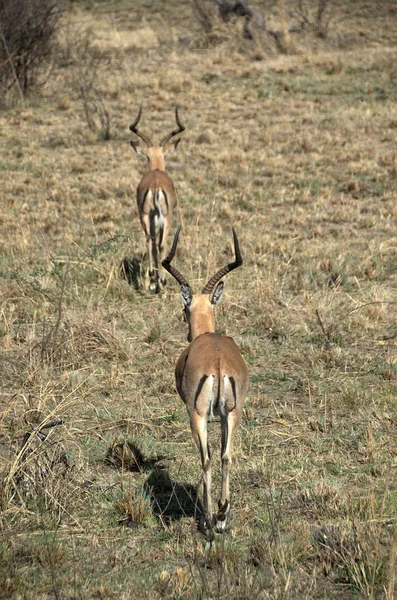 Impala Parque Nacional Pilanesberg Provincia Noroeste Sudáfrica — Foto de Stock