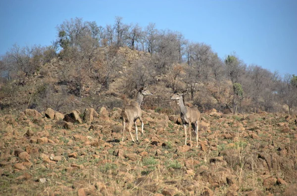 Impala Parque Nacional Pilanesberg Provincia Noroeste Sudáfrica — Foto de Stock