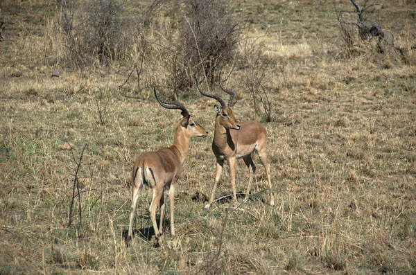 Impala Pilanesberg Nationalpark Nordwest Provinz Südafrika — Stockfoto