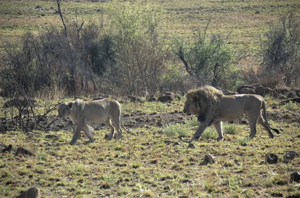Male Female Lions Pilanesberg National Park North West Province South — Stock Photo, Image