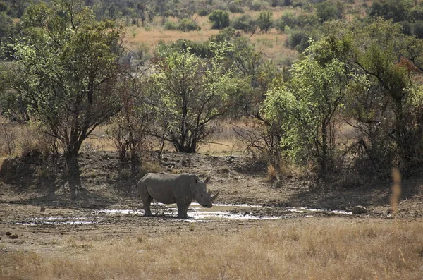 Rhinocéros Blanc Parc National Pilanesberg Province Nord Ouest Afrique Sud — Photo