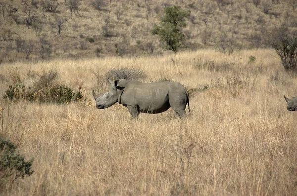 White Rhinoceros Pilanesberg National Park North West Province South Africa — Stock Photo, Image