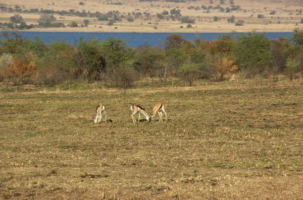 Springboks Parque Nacional Pilanesberg Provincia Noroeste Sudáfrica — Foto de Stock