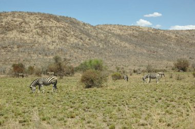 Zebra Pilanesberg Ulusal Parkı, Kuzey Batı Bölgesi, Güney Afrika