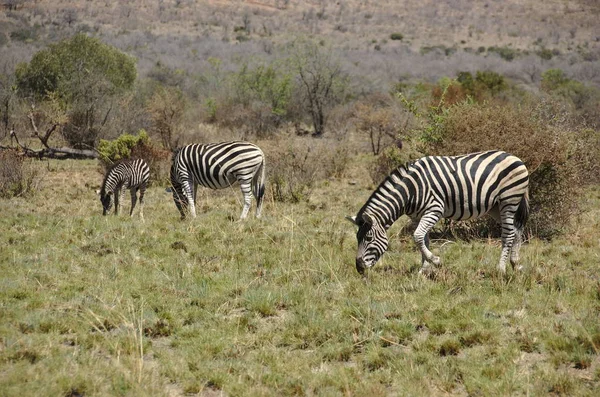 Zebra Pilanesberg Ulusal Parkı Kuzey Batı Bölgesi Güney Afrika — Stok fotoğraf