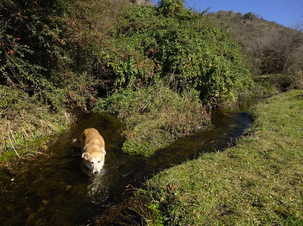 Dog in a stream near the San Antonio river, a mountain river in the Punilla valley. Cuesta Blanca, Cordoba, Argentina