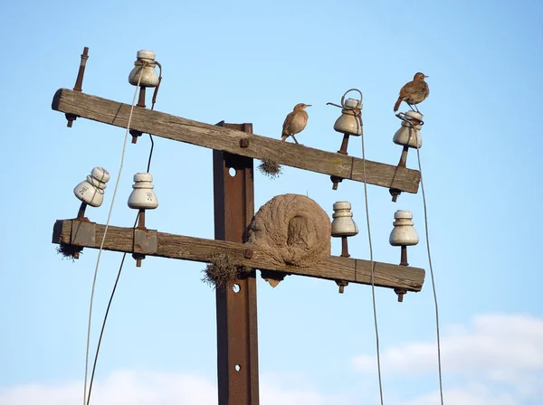 Hornero birds and their mud nest on an old telegraph pole. Cordoba, Argentina