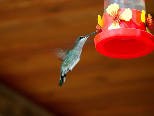 Colibrí Alimenta Cuesta Blanca Córdoba Argentina — Foto de Stock