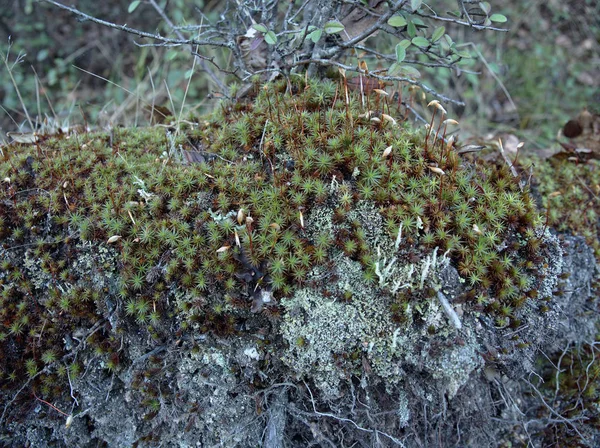 Moss on a stone in La Cumbrecita, Cordoba, Argentina.