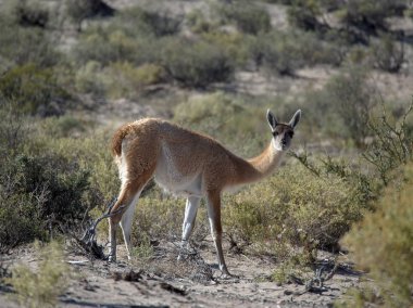 Ischigualasto Provincial Park'ta bir guanaco, San Juan, Arjantin