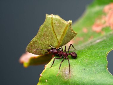 Red ant cutting a leaf (macro). Cordoba, Argentina. clipart