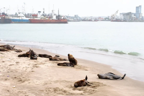 Sea wolves on the sand by the sea at the city port. Mar del Plata, Buenos Aires, Argentina