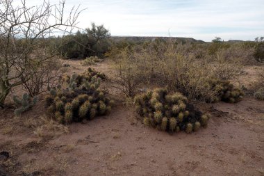 Pagancillo kasabası yakınlarındaki Yerli Cactai, La Rioja eyaletinde, Arjantin.