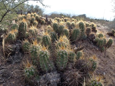 Pagancillo kasabası yakınlarındaki Yerli Cactai, La Rioja eyaletinde, Arjantin.
