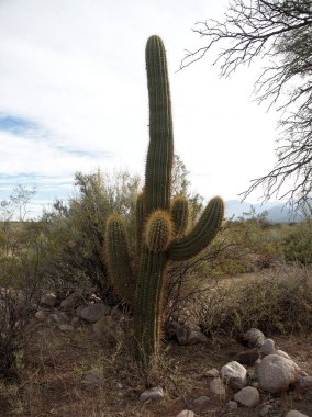Pagancillo kasabası yakınlarındaki Yerli Cactai, La Rioja eyaletinde, Arjantin.