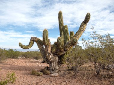 Pagancillo kasabası yakınlarındaki Yerli Cactai, La Rioja eyaletinde, Arjantin.