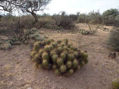 Pagancillo kasabası yakınlarındaki Yerli Cactai, La Rioja eyaletinde, Arjantin.