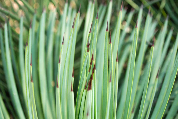 Native plant at the UNAM botanical garden, Mexico City, Mexico.